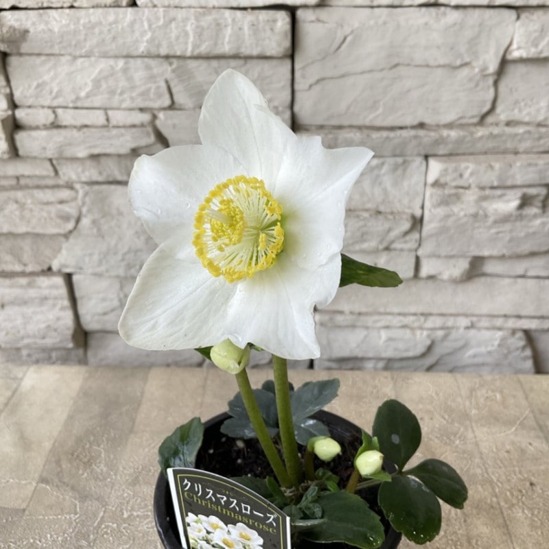 鉢花・花苗 | 橋本種苗園オンラインストア