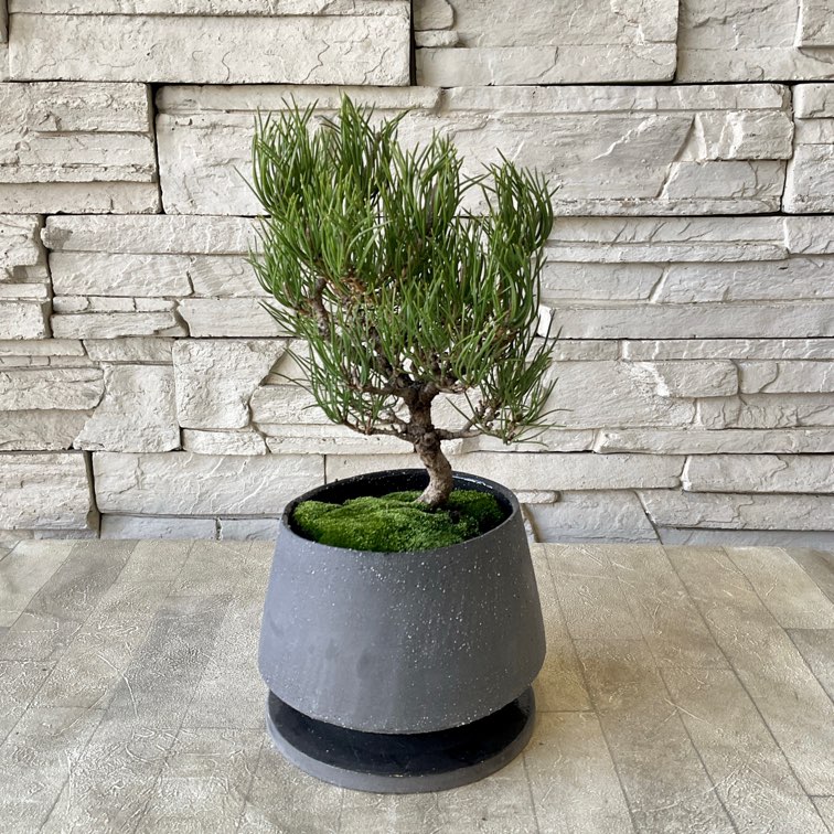黒松 盆栽 盆栽鉢 陶器鉢 黒松 | 盆栽、盆栽書籍、盆栽鉢の通販│