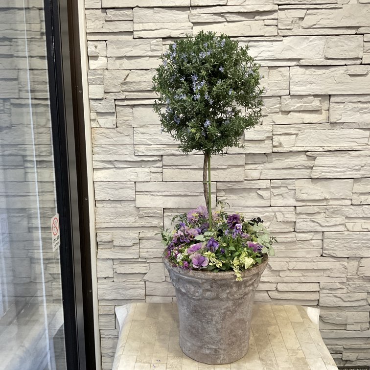 ローズ様専用 ひろココ♡さま専用 イングリッシュローズ苗 ひろココ