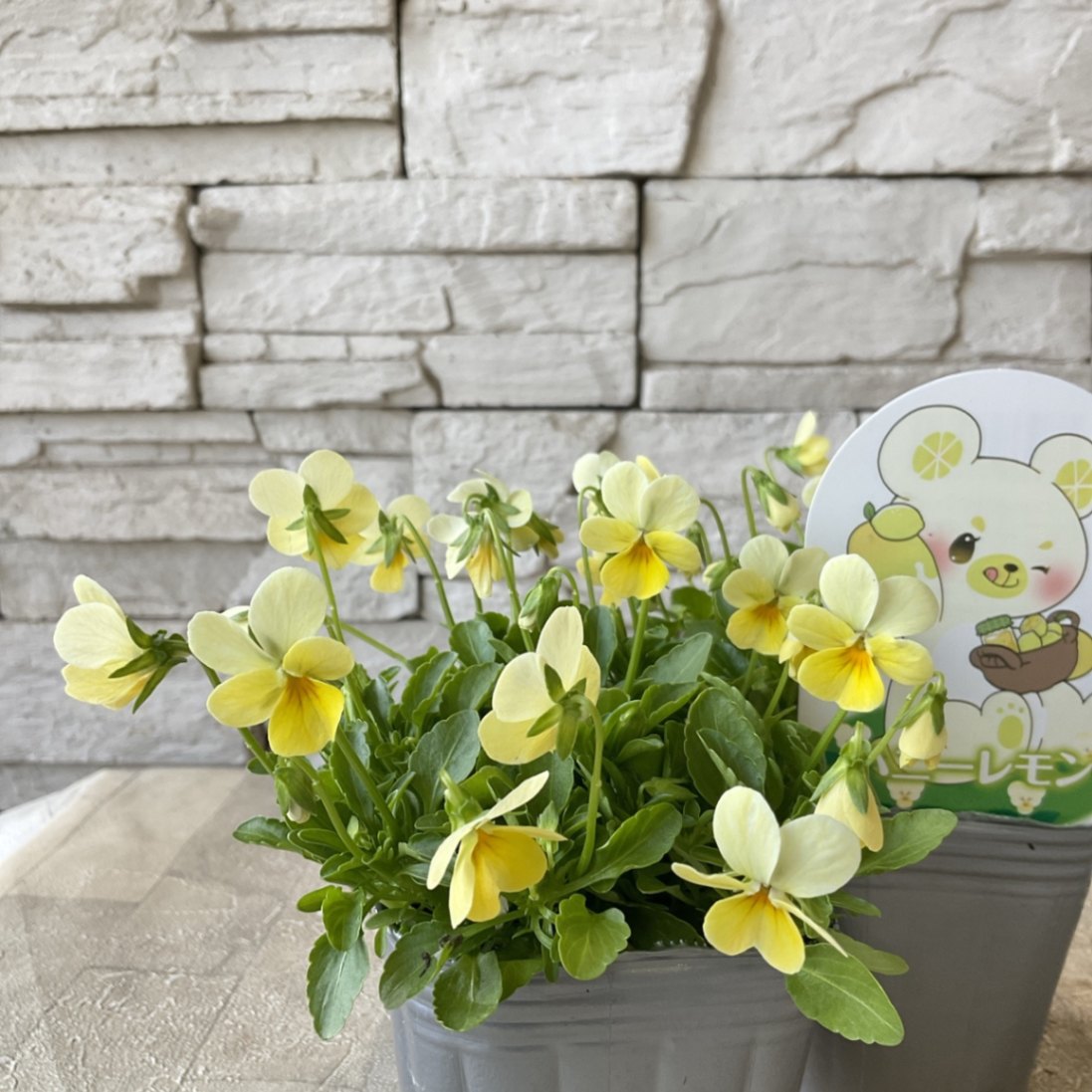 見元園芸オリジナルビオラ ハニーレモン 3寸ポット | 鉢花・花苗