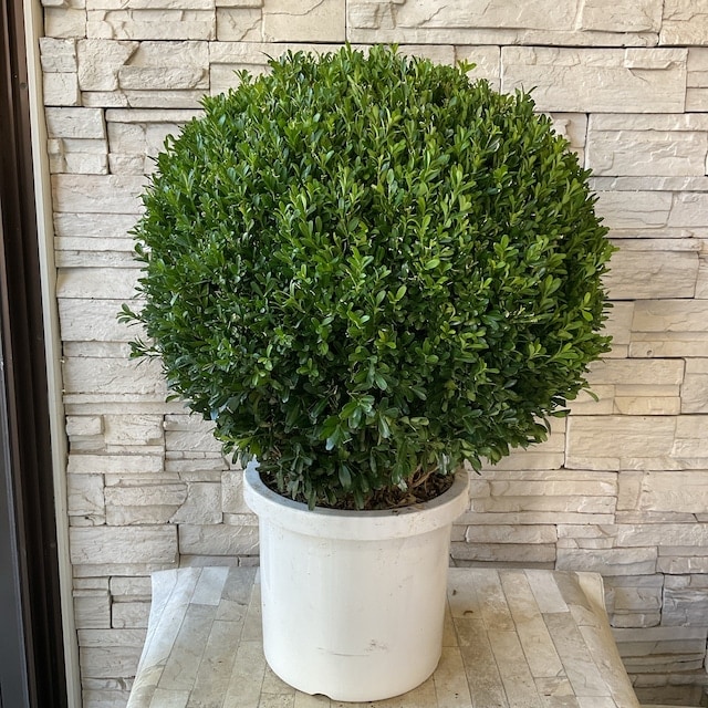 予約販売】ツゲ ウィンタージェム 10寸 送料無料 | 鉢花・花苗 | 橋本