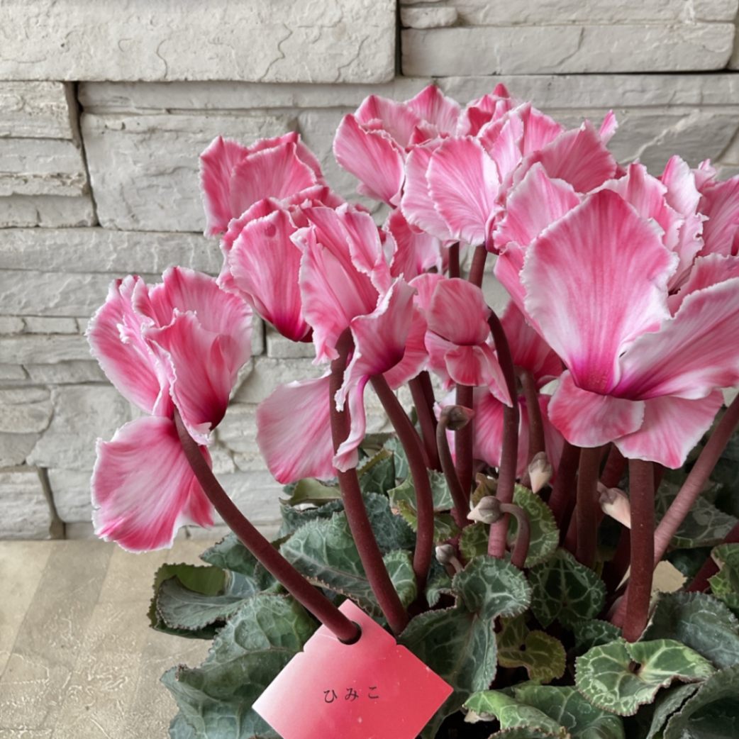 シクラメン苗 シクラメン ピーコック 1鉢 シクラメン 生花」の人気商品