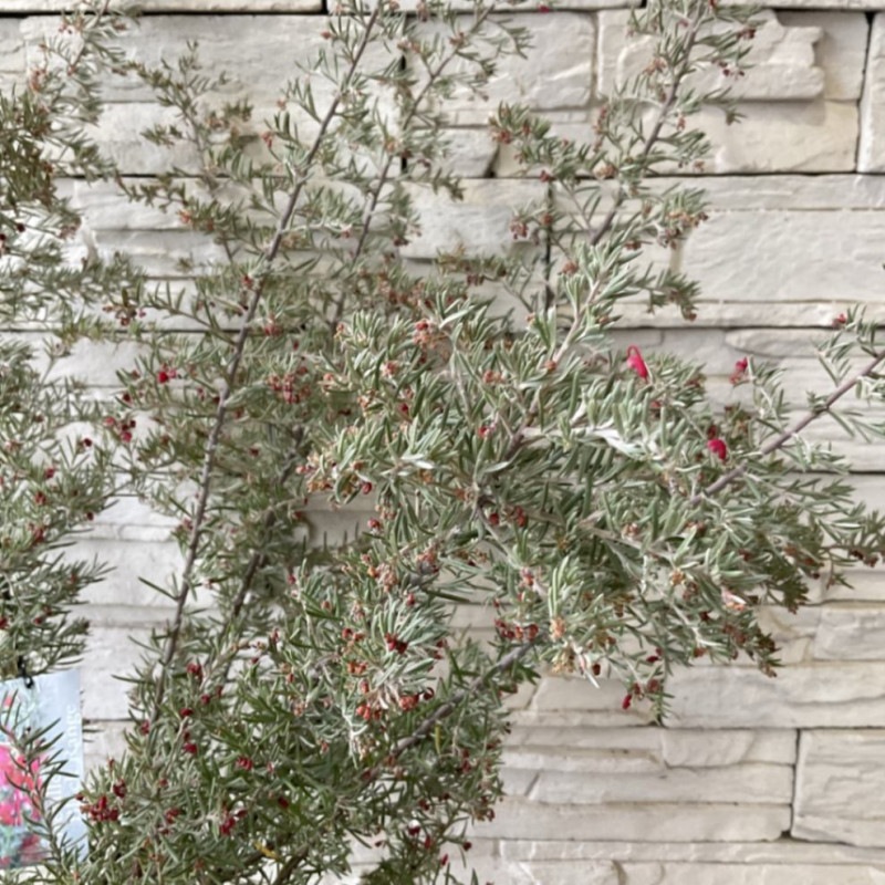 すべての商品 | 橋本種苗園オンラインストア