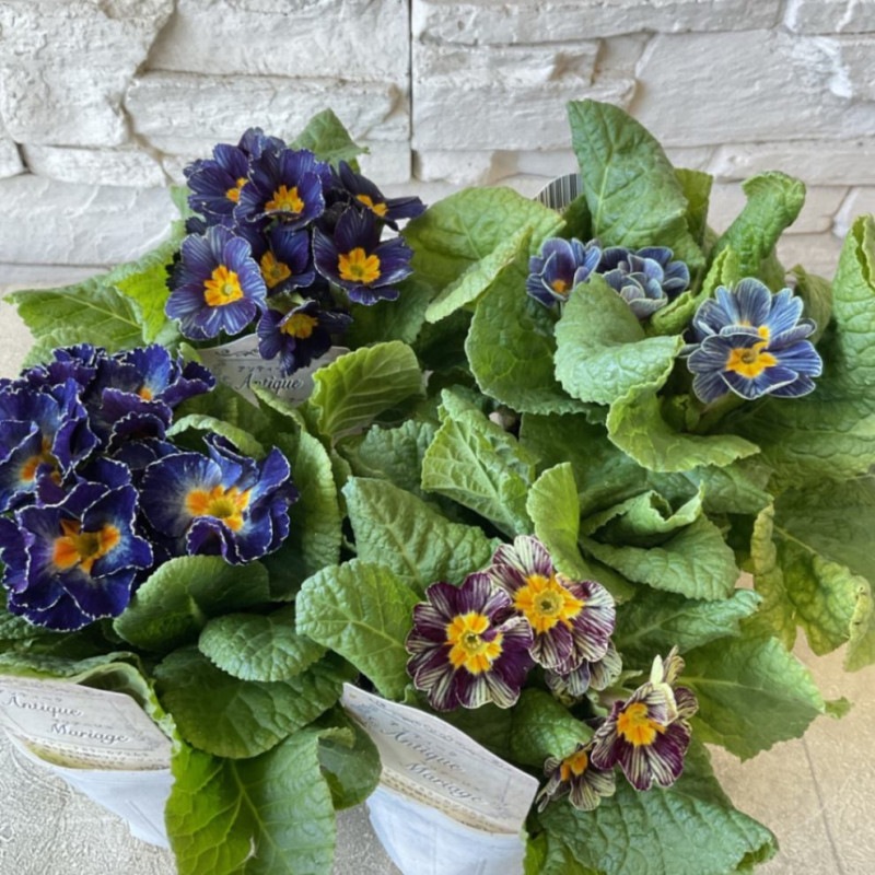 鉢花・花苗 | 橋本種苗園オンラインストア