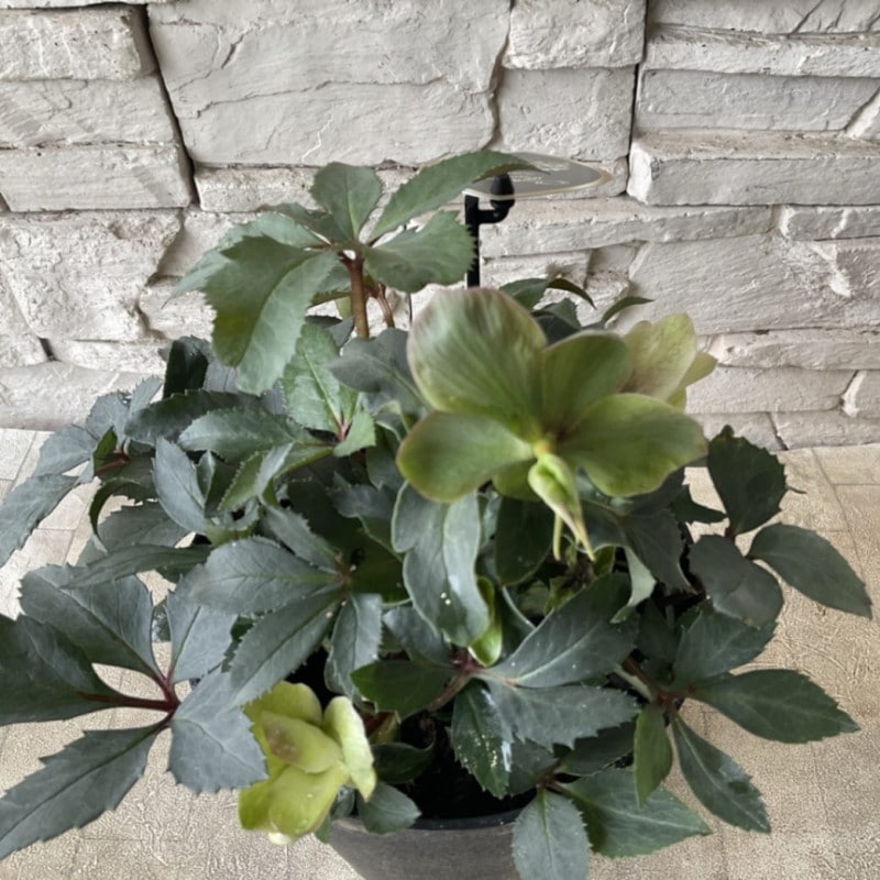 鉢花・花苗 | 橋本種苗園オンラインストア