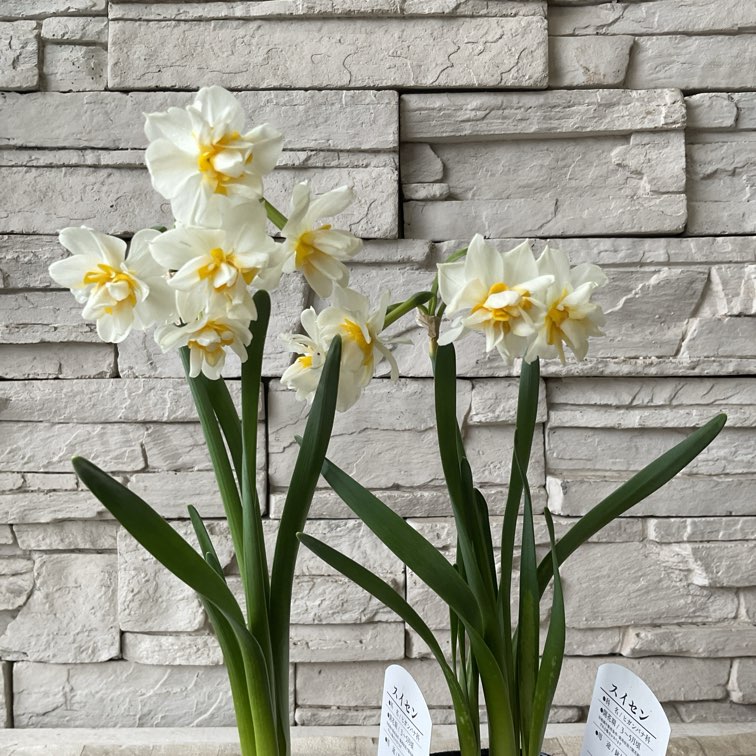 鉢花・花苗 | 橋本種苗園オンラインストア