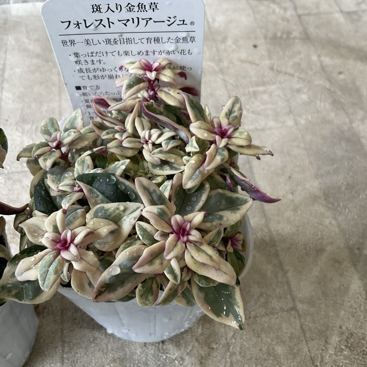斑入り金魚草　フォレストマリアージュ　3号ポット