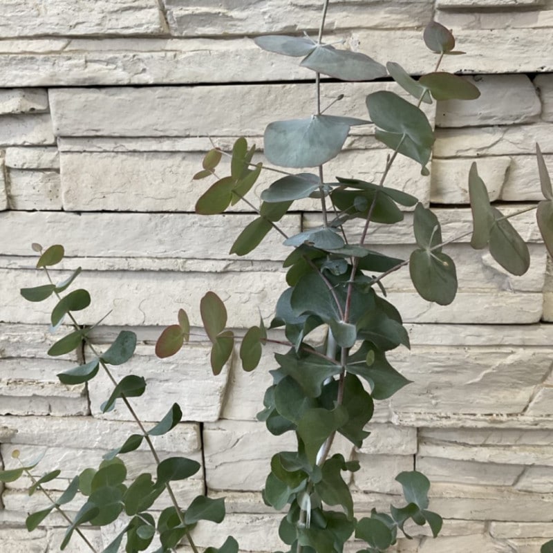 ユーカリ　シネレア（銀丸葉） 5寸鉢