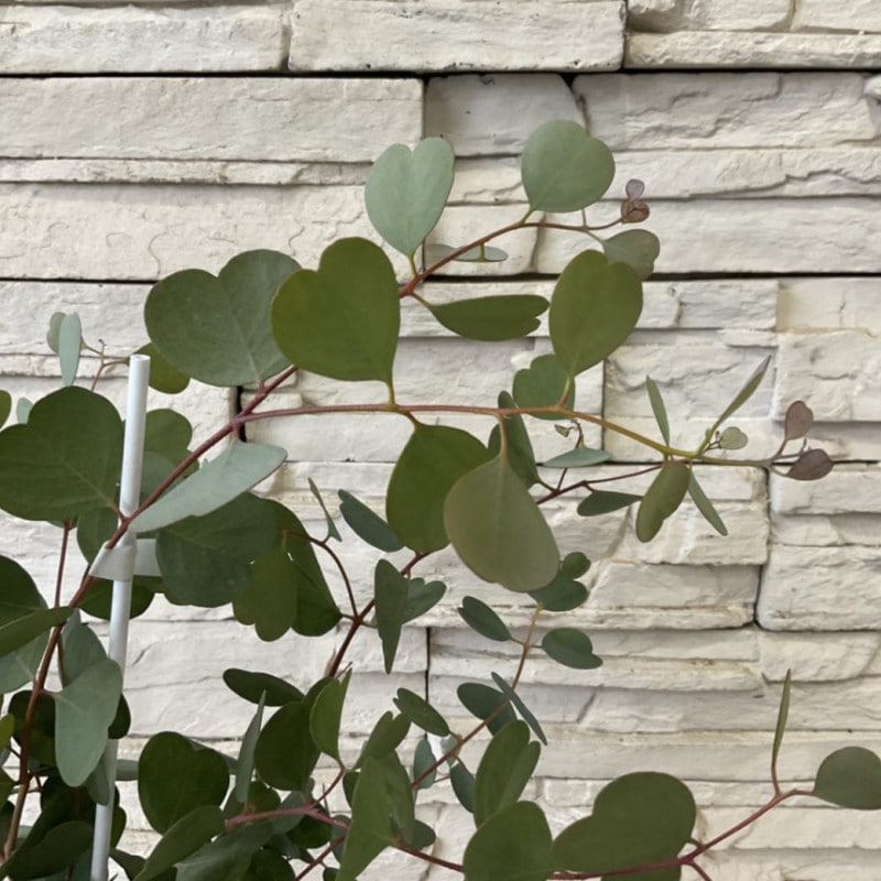 ユーカリ　ウェブステリアナ（ハートリーフ） 5寸鉢