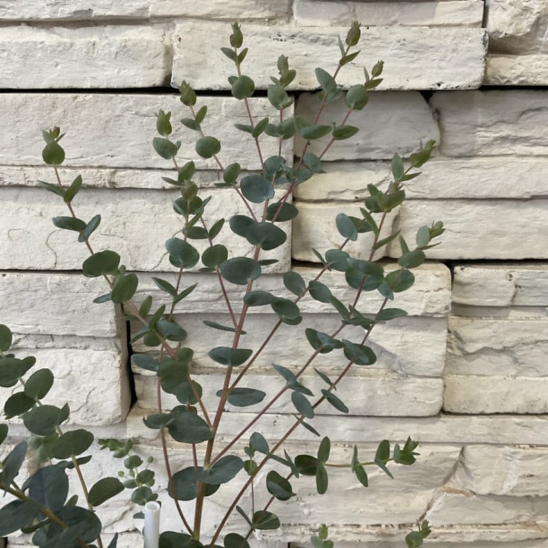 ユーカリ　ムーンラグーン 5寸鉢