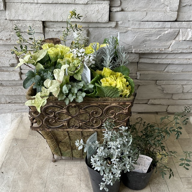 バラ咲きジュリアンを使ったお洒落な寄せ植え 花苗セット 選べる3色