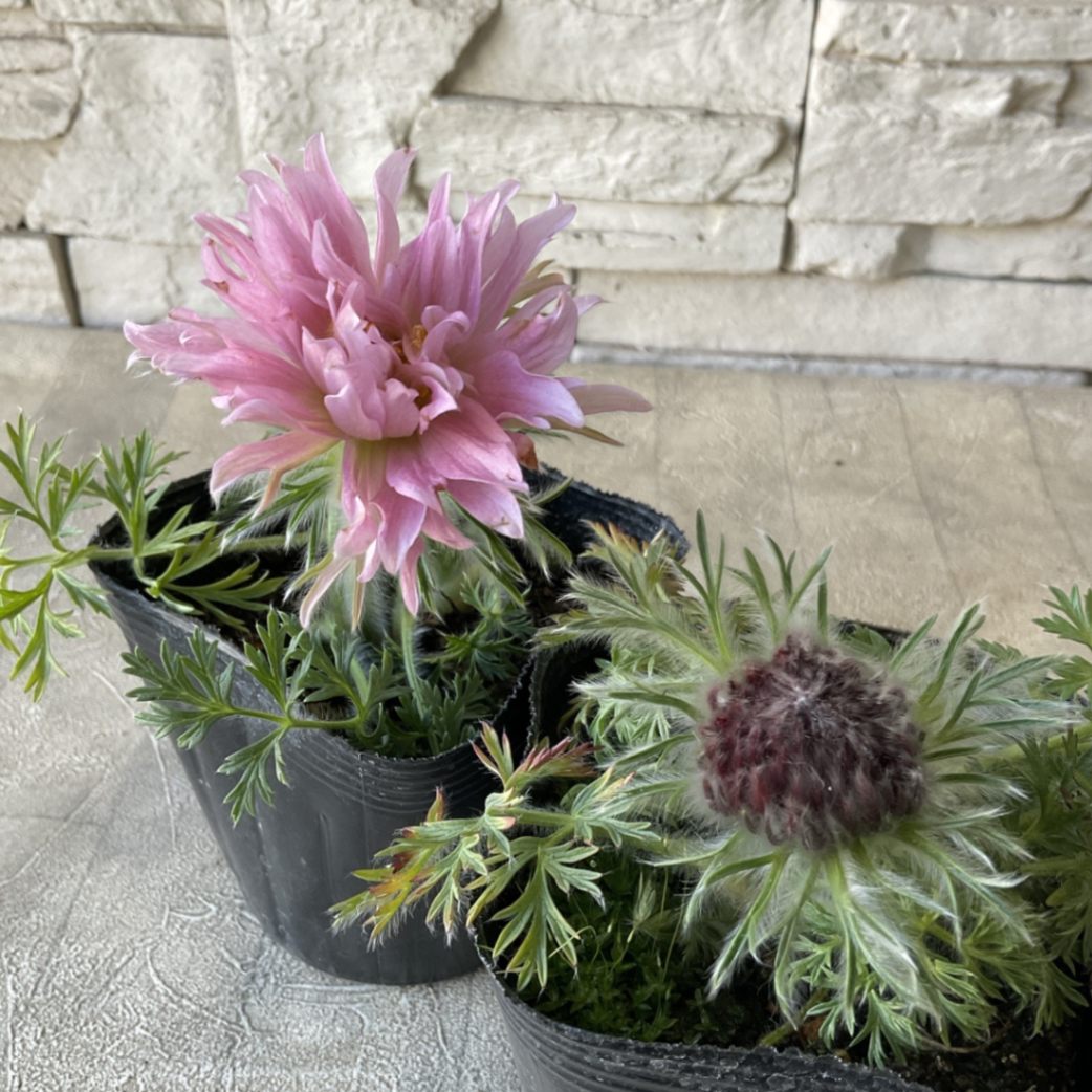 八重咲き 西洋おきな草 3.5寸ポット | 鉢花・花苗 | 橋本種苗園