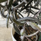 【見切品　葉数が少ない】カランコエ　ボーベルディ 5寸鉢