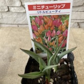 ミニチューリップ　リトルビューティ 3寸ポット|鉢花・花苗