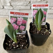 八重咲きチューリップ　マリアージュ|鉢花・花苗