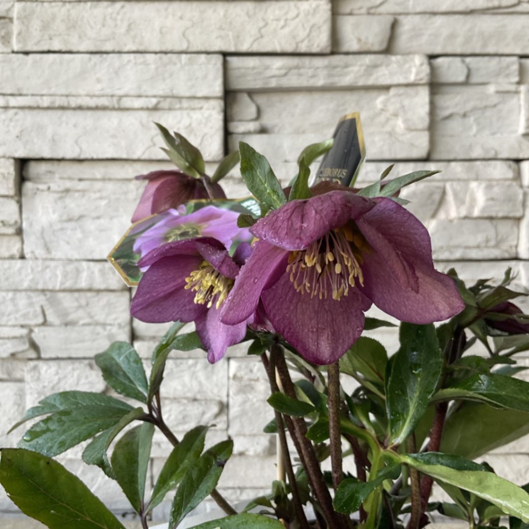 サンタくんさま専用　マルゴーヴィンテージレザーベスト 　シャンドゥラローズ 半額SALE】クリスマスローズ ヘレボレス ゴールドコレクション