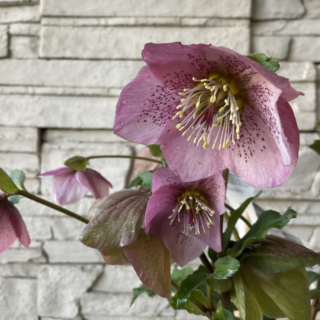 太郎様専用。クリスマスローズ❤️散らず桜 【公式通販】