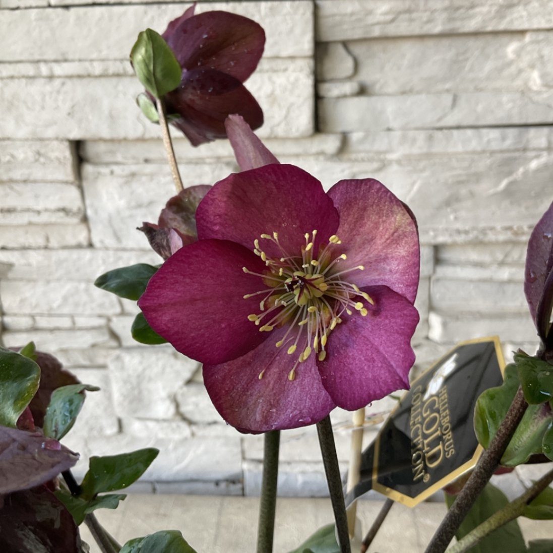 半額SALE】クリスマスローズ ヘレボレス ゴールドコレクション 雪の