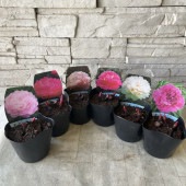 芍薬　選べる♪6種|鉢花・花苗