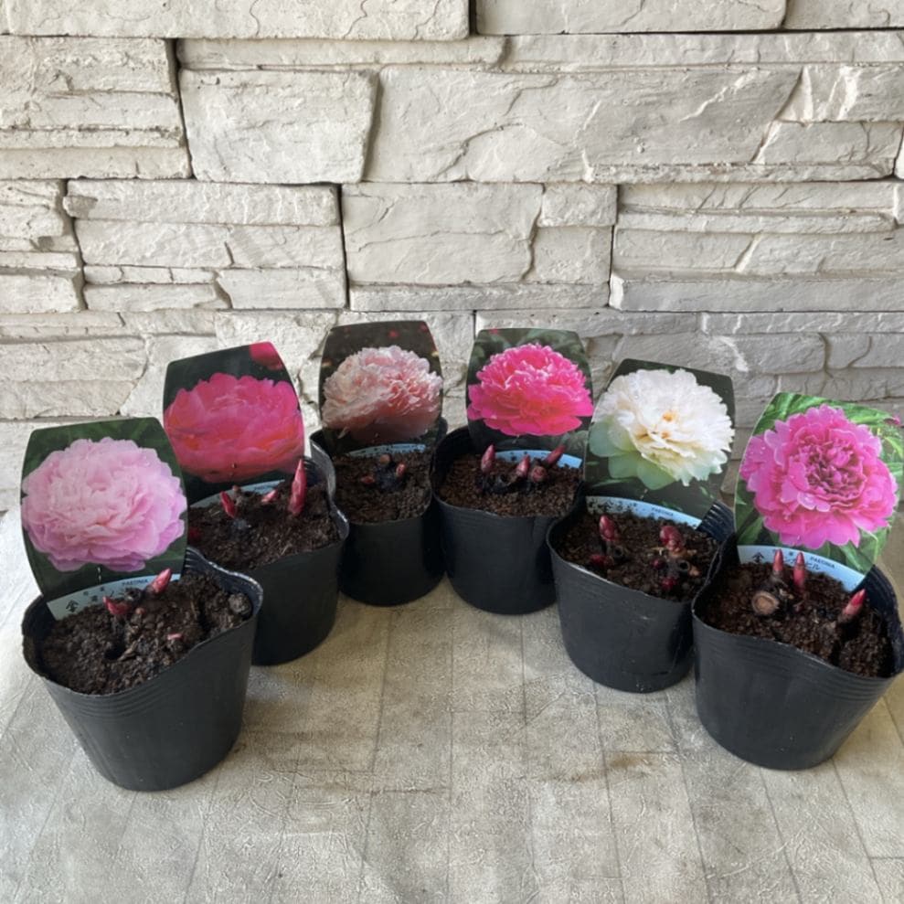 芍薬 選べる♪6種 | 鉢花・花苗 | 橋本種苗園オンラインストア