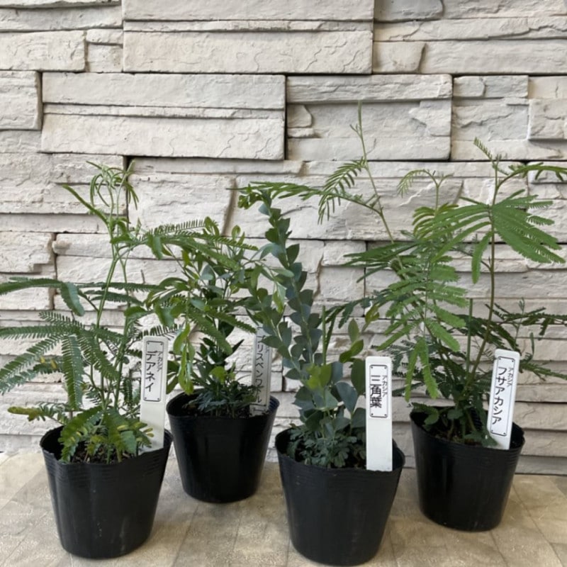 【見切品　葉数が少ない】アカシア　選べる♪6種