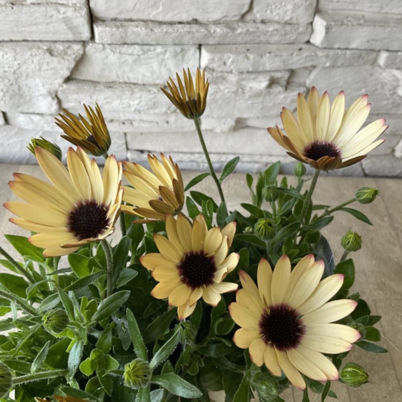 鉢花・花苗 | 橋本種苗園オンラインストア