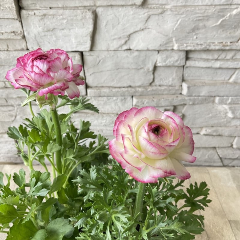 すべての商品 | 橋本種苗園オンラインストア