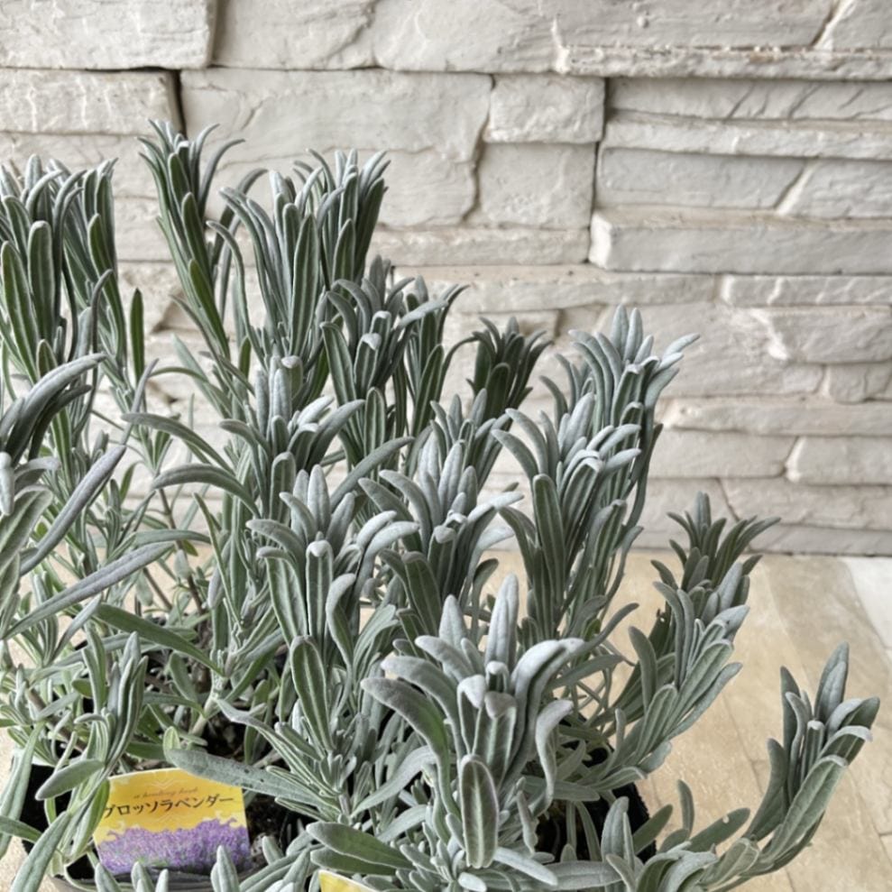ラベンダー グロッソ 4寸ポット | 鉢花・花苗 | 橋本種苗園オンライン
