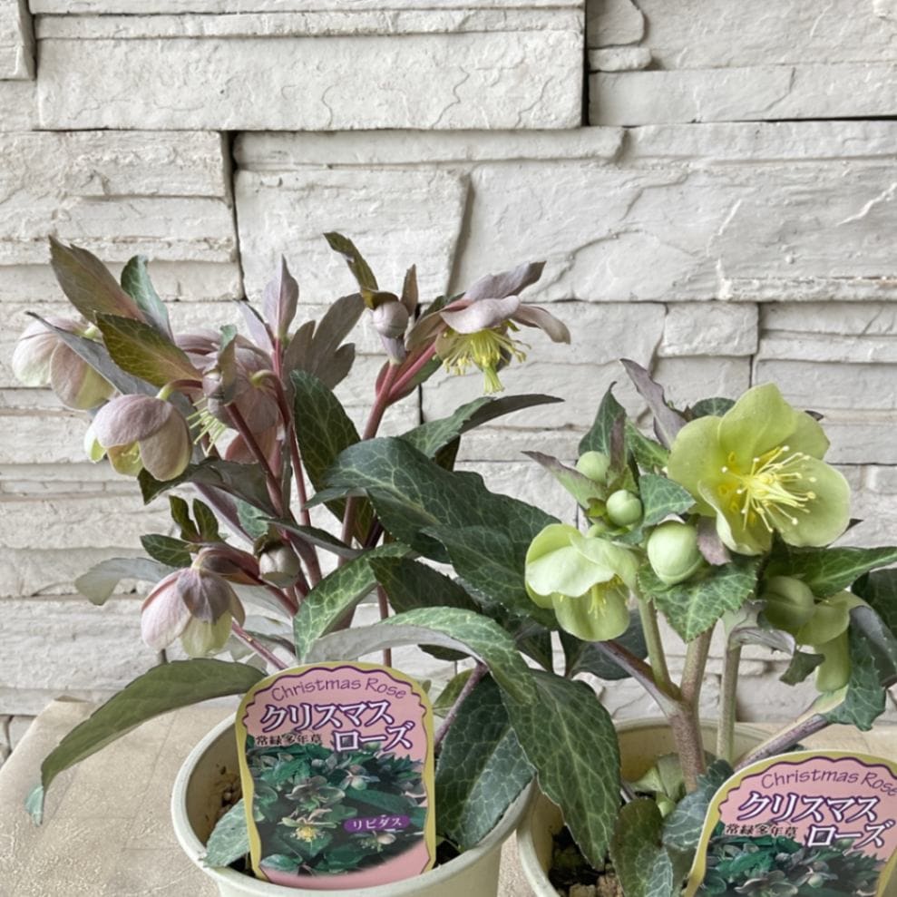 クリスマスローズ 楽天市場】クリスマスローズ ホワイト スポット系（シングル