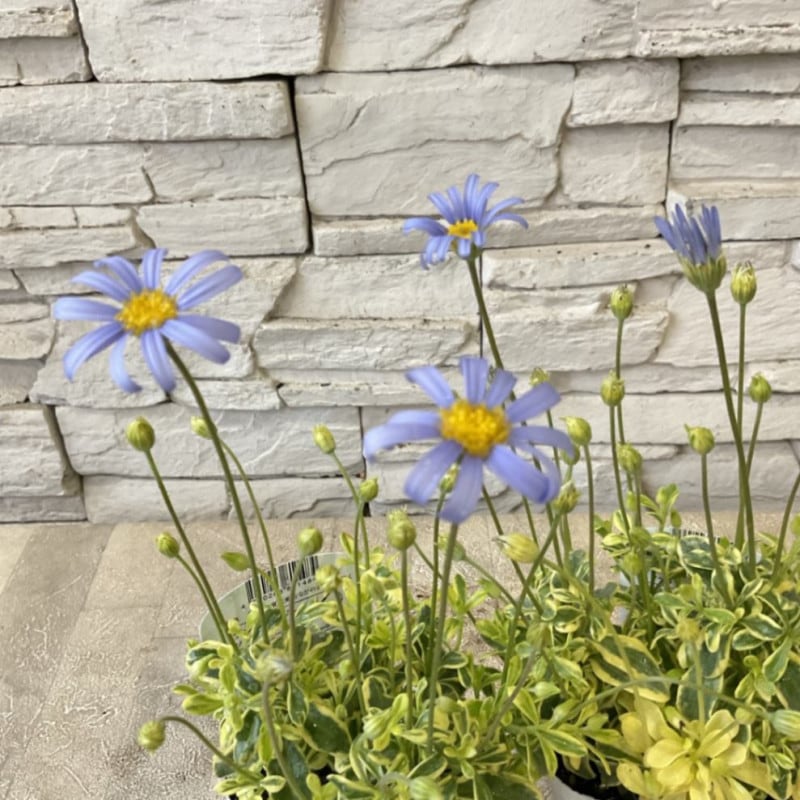 斑入り　ブルーデージー