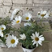 マーガレット　マース