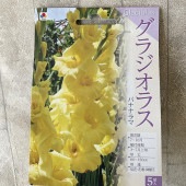 【球根】グラジオラス　黄色5球　タキイ種苗