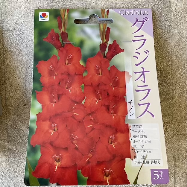 【球根】グラジオラス　赤5球　タキイ種苗