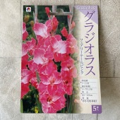 【球根】グラジオラス 濃いピンク　5球　タキイ種苗