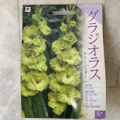 【球根】グラジオラス 緑色 5球　タキイ種苗