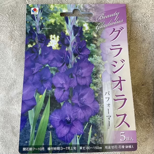 【球根】グラジオラス 紫色 5球　タキイ種苗