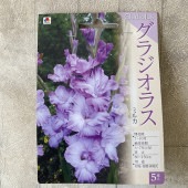 【球根】グラジオラス 紫色 5球　タキイ種苗