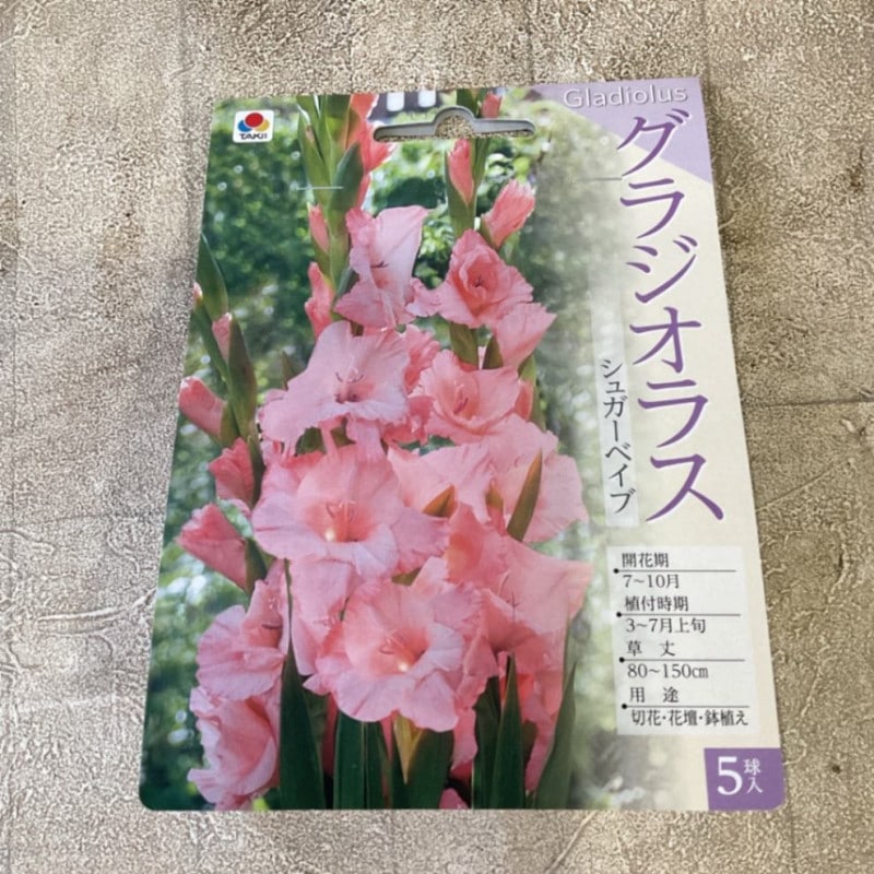 【球根】グラジオラス 濃いピンク 5球　タキイ種苗