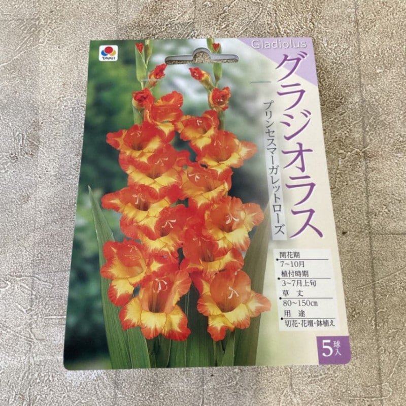 【球根】グラジオラス 赤 5球　タキイ種苗