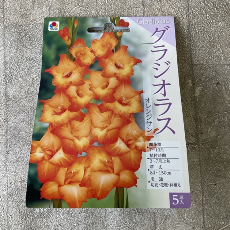 【球根】グラジオラス オレンジ色 5球　タキイ種苗