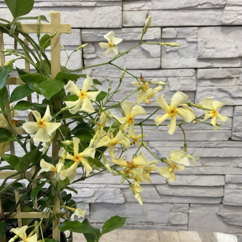 ジャスミン　スターフレグランス　黄花　5寸鉢