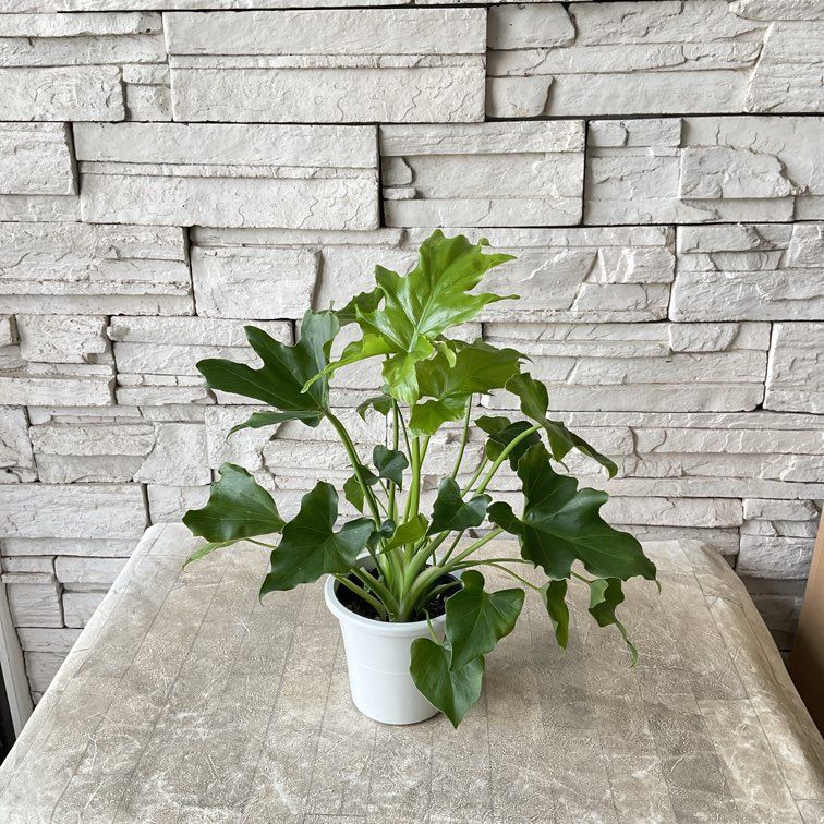 nalu様 8苗 大量苗セット nalu様 8苗 大量苗セット ラナンキュラス ラックス 選べる3種