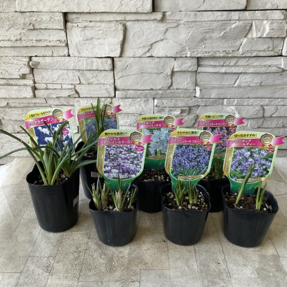 とし　球根 000000003049_hJWqN8v.jpg