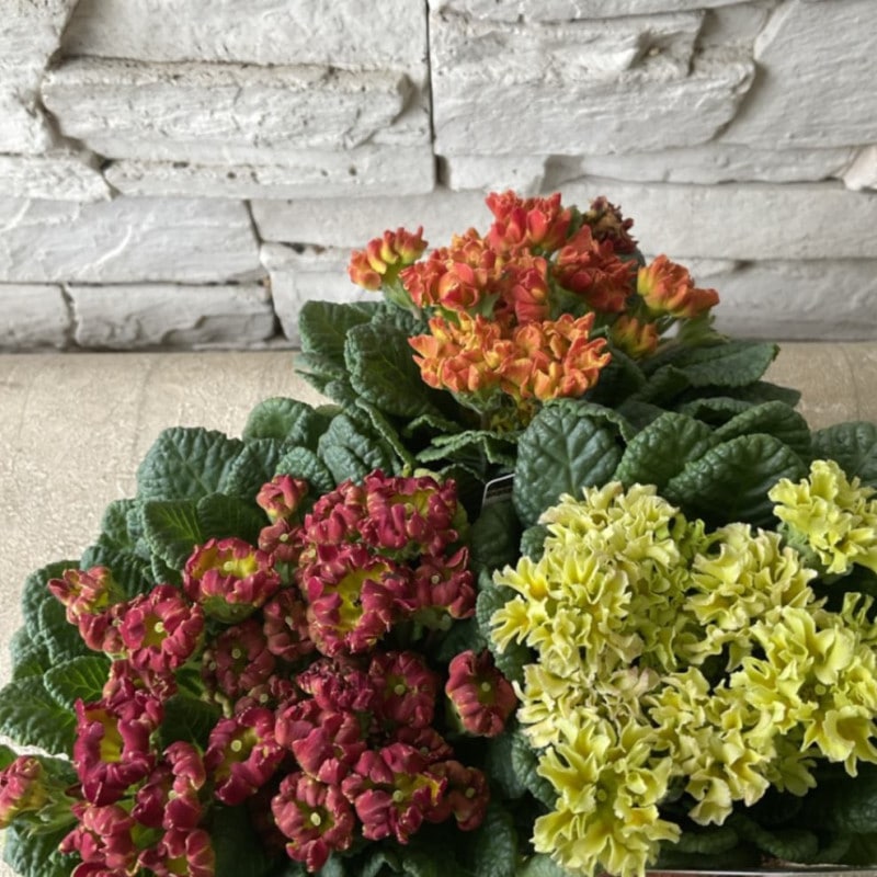 すべての商品 | 橋本種苗園オンラインストア