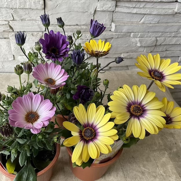 オステオスペルマム　4寸鉢