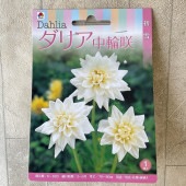 【球根】ダリア　中輪咲　白　1球入　タキイ種苗