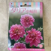 【球根】ダリア　中輪咲　ピンク　1球入　タキイ種苗