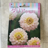 【球根】ダリア　中輪咲　淡いピンク　1球入　タキイ種苗