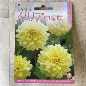 【球根】ダリア　中輪咲　淡い黄色　1球入　タキイ種苗