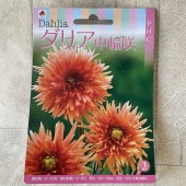 【球根】ダリア　中輪咲　オレンジ　1球入　タキイ種苗